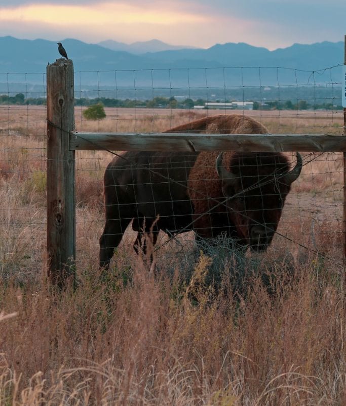 A picture of. Bison that Kristin saw at the Rocky Mountain Arsenal National Wildlife Refuge outside of Denver.