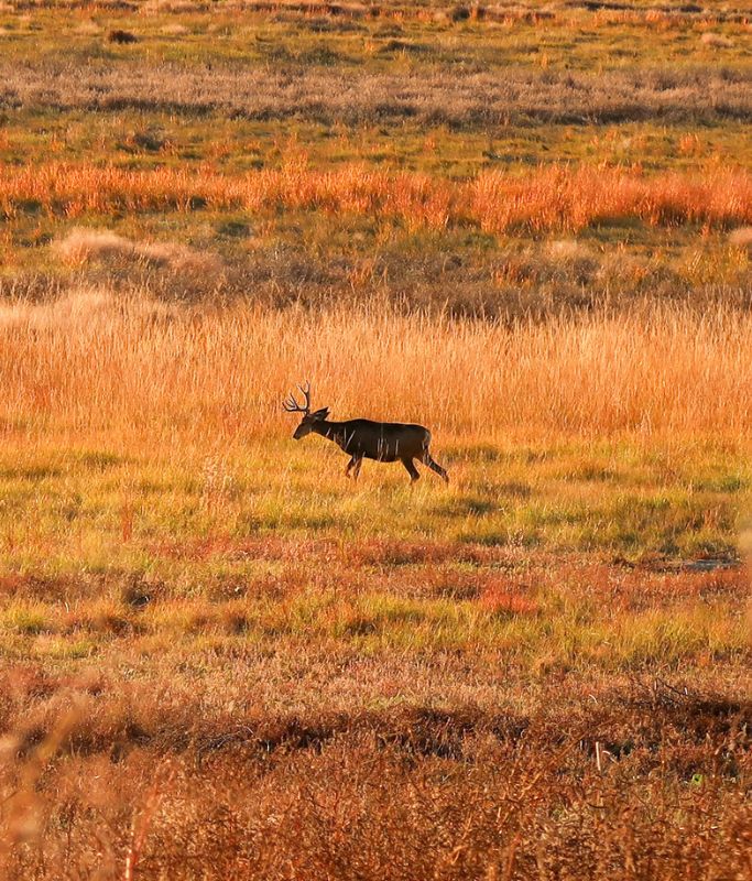 A picture of a deer that Kristin saw at the Rocky Mountain Arsenal National Wildlife Refuge outside of Denver.