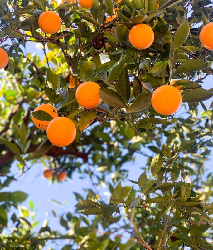 A picture of oranges on one of the trees in the orange groves at Prospect Park. 