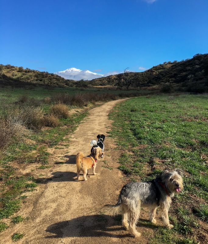 A picture of my three dogs at Oakmont park.